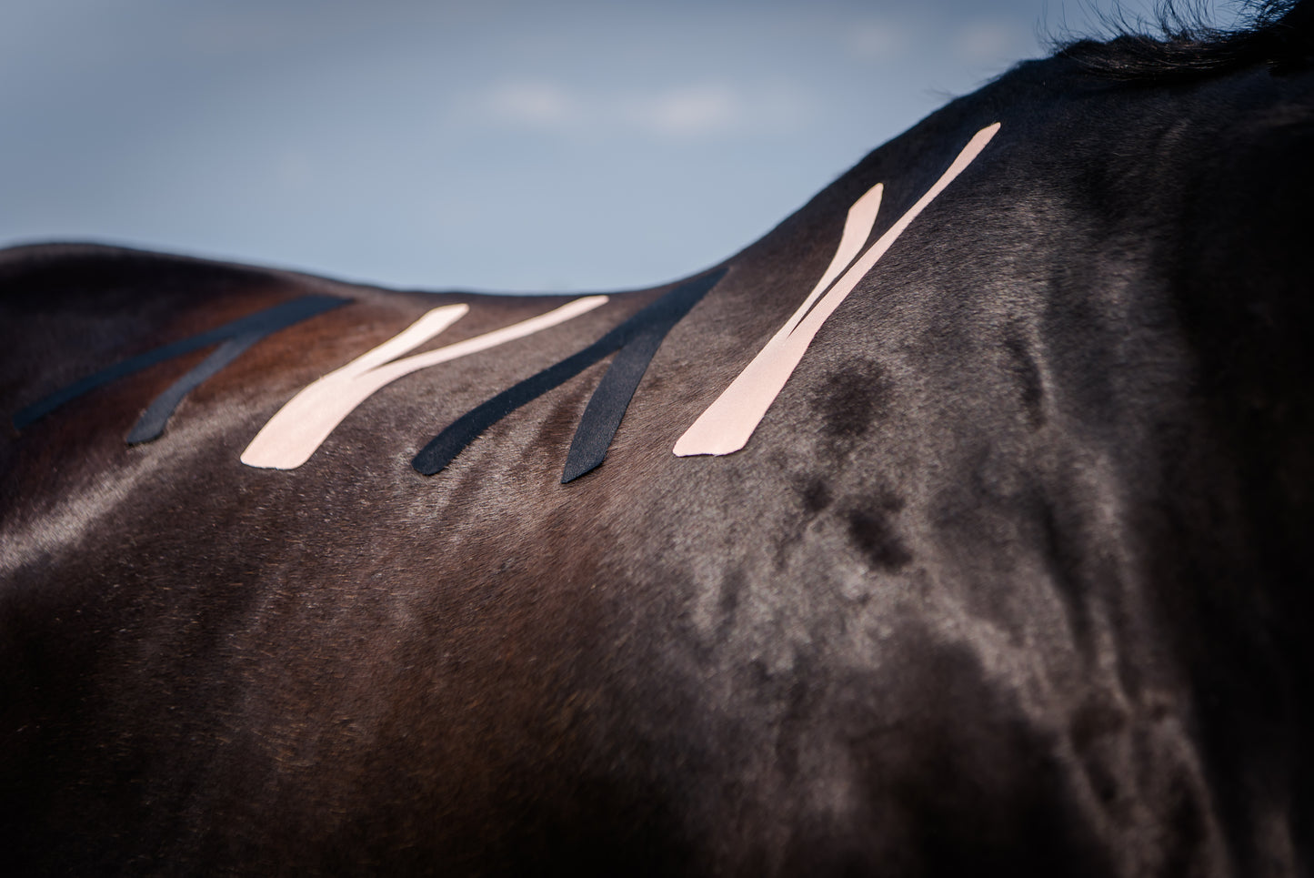 Acutop Hestakin Kinesiotape voor paarden